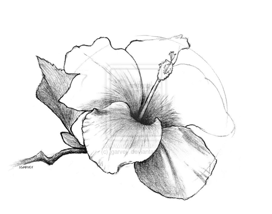 Nature drawing Hibiscus! 🌺 Medium:... - The Perfect Shades | Facebook