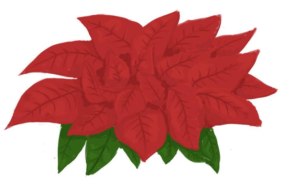 December 18th - Poinsettias : SketchDaily