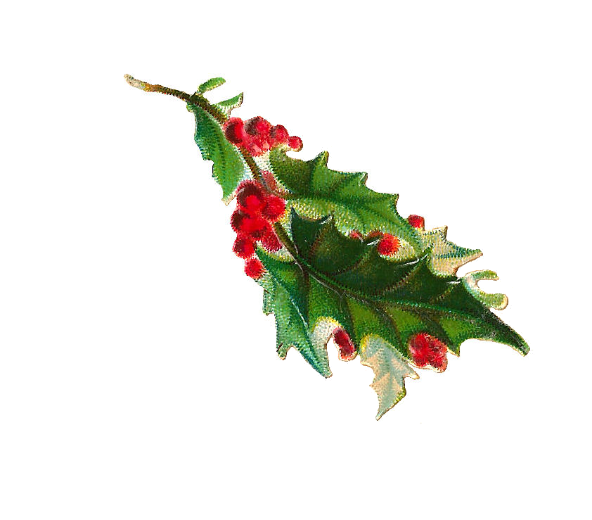 Antique Images: Free Christmas Clip Art: Digital Scrap of Holly 
