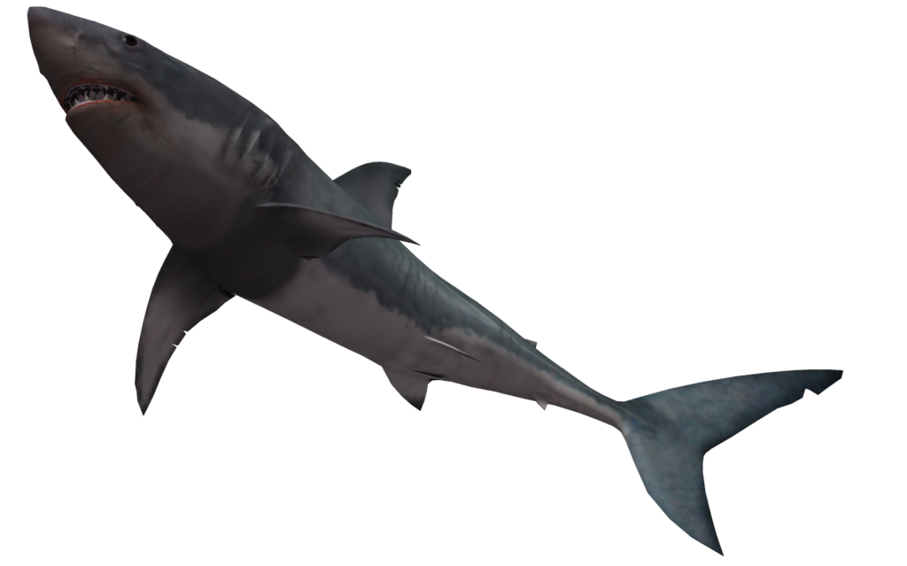 Great White Shark 03 by wolverine041269 on Clipart library