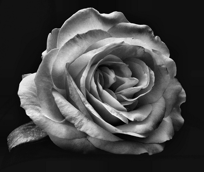 Black  White Rose - JPG Photos