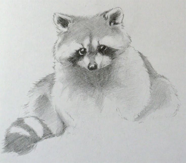 Free How To Draw A Raccoon Eating, Download Free How To Draw A Raccoon ...
