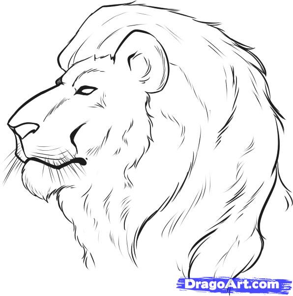 Lion Drawing Face