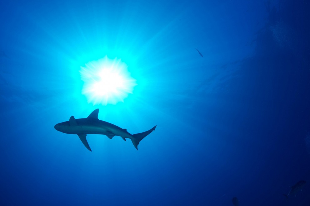 The Gray Zone - Sharks and Surfers | Surf Simply