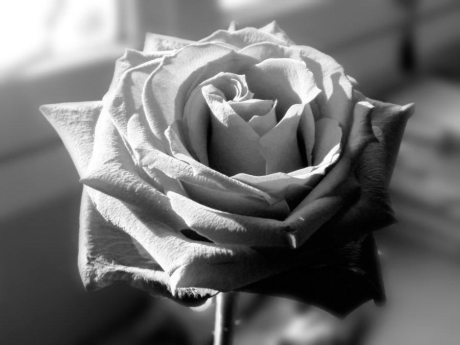 Black and White Rose by Soledad72 on Clipart library