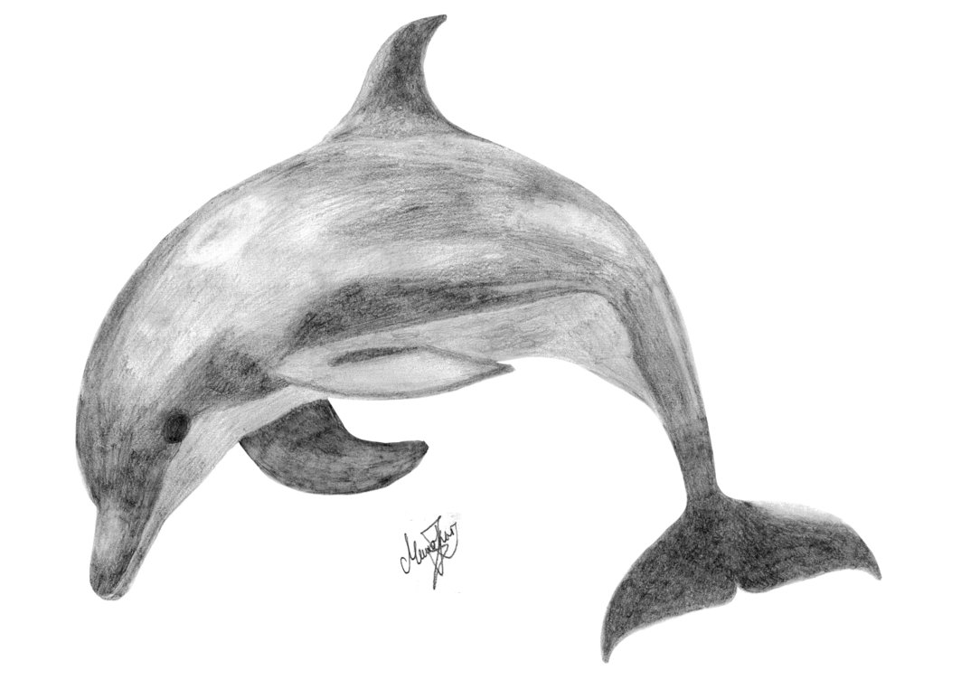 Dolphin Drawing 2015 Graphite Pencil by ArtLover1980 on DeviantArt