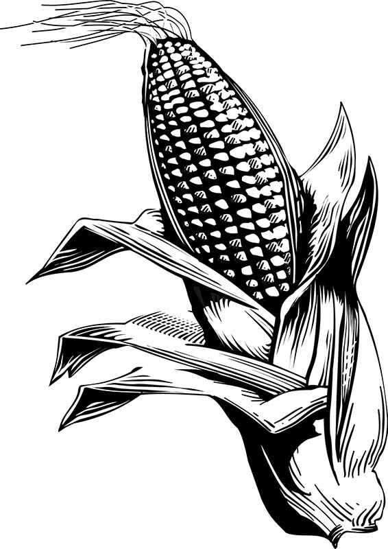 Free Black And White Corn, Download Free Black And White Corn png ...