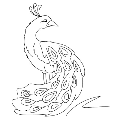 peacock drawing sketch