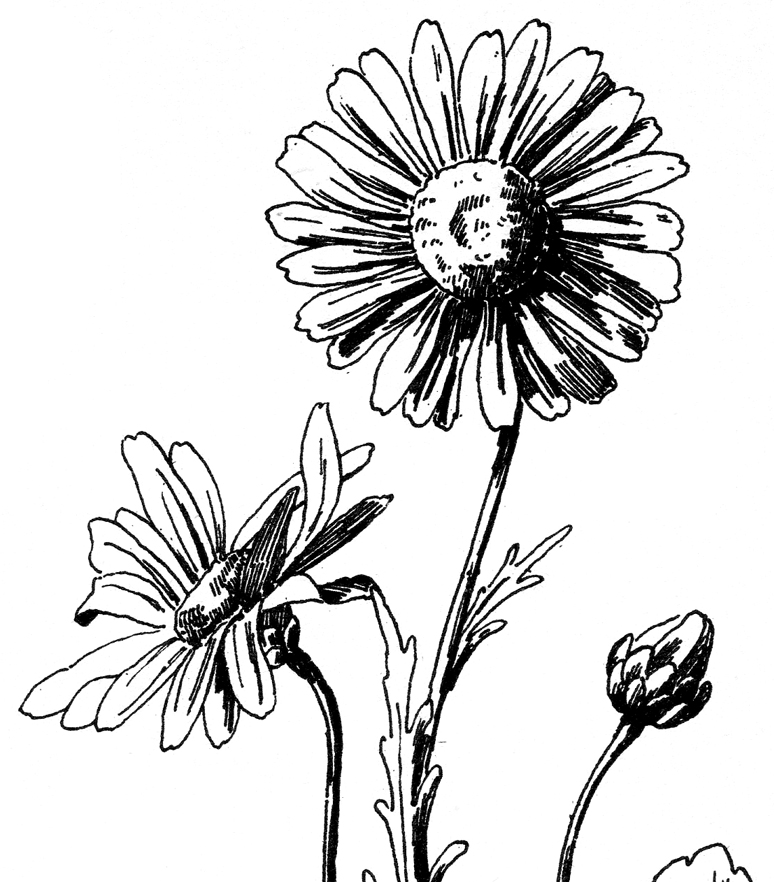 Free Free Daisy Images, Download Free Free Daisy Images png images ...
