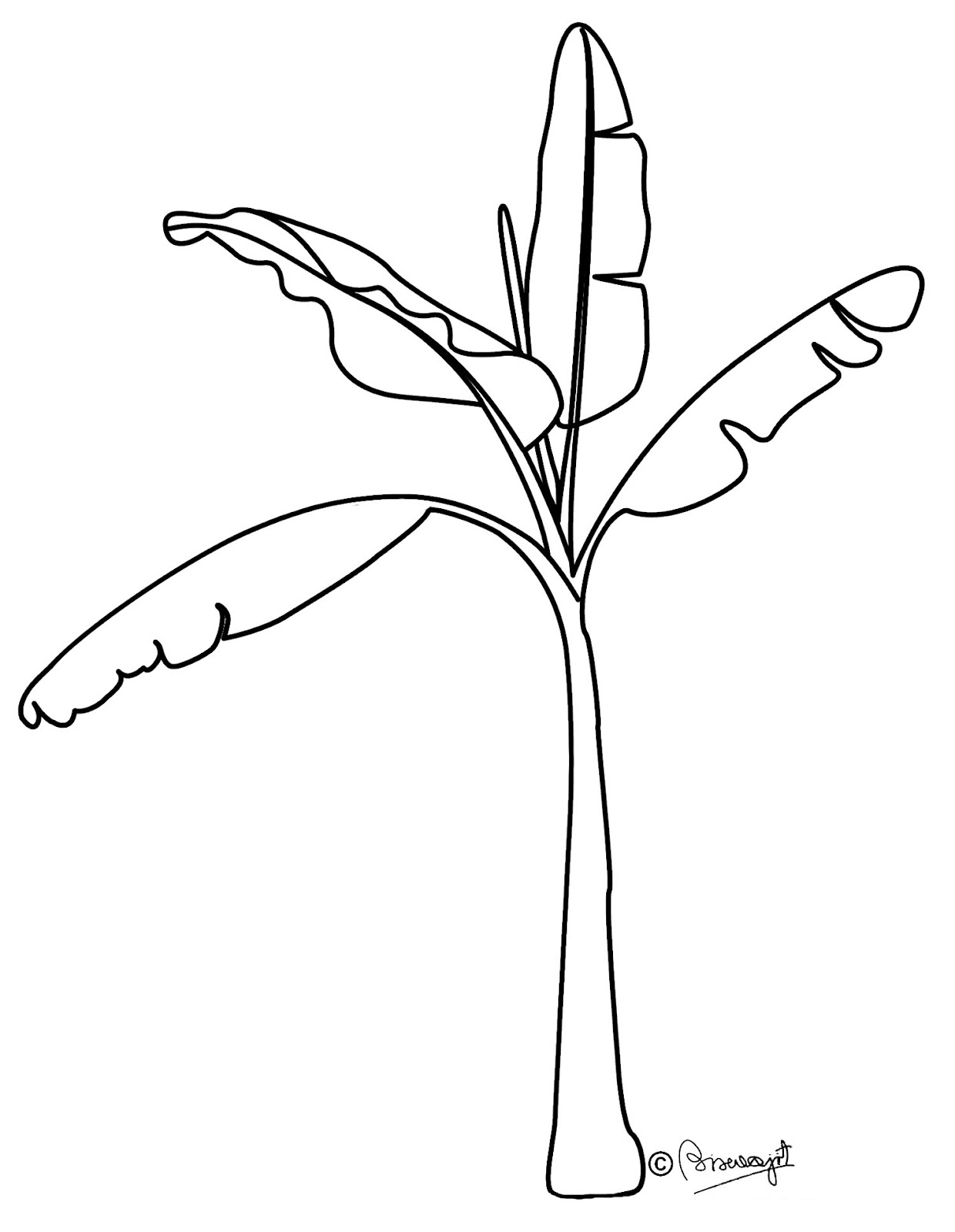 how to draw banana trees
