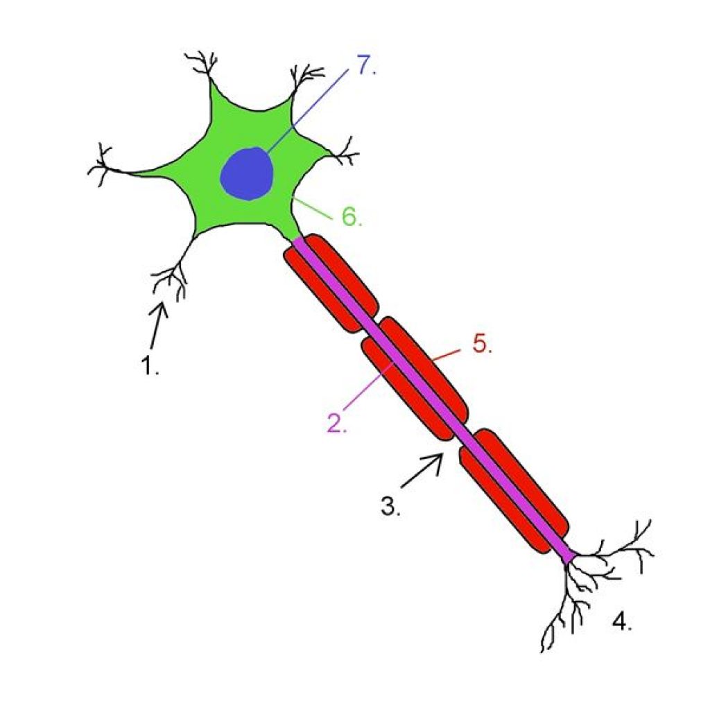 17+ Eyeball Diagram Unlabeled