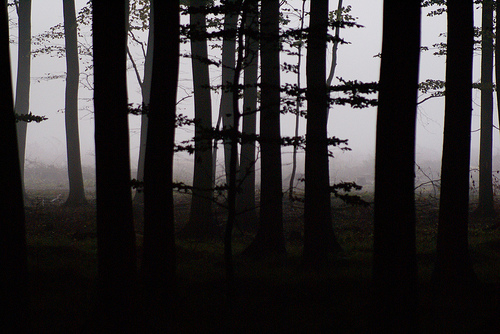 Forest silhouette | Flickr - Photo Sharing!
