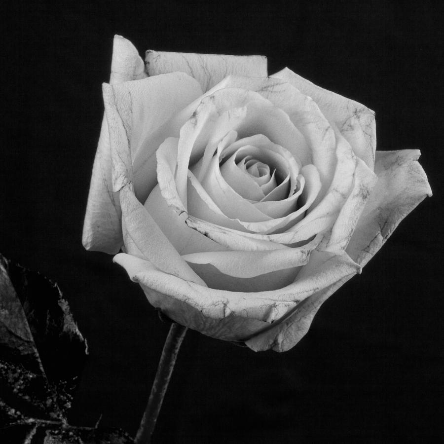 Rose In Black And White by M K  Miller