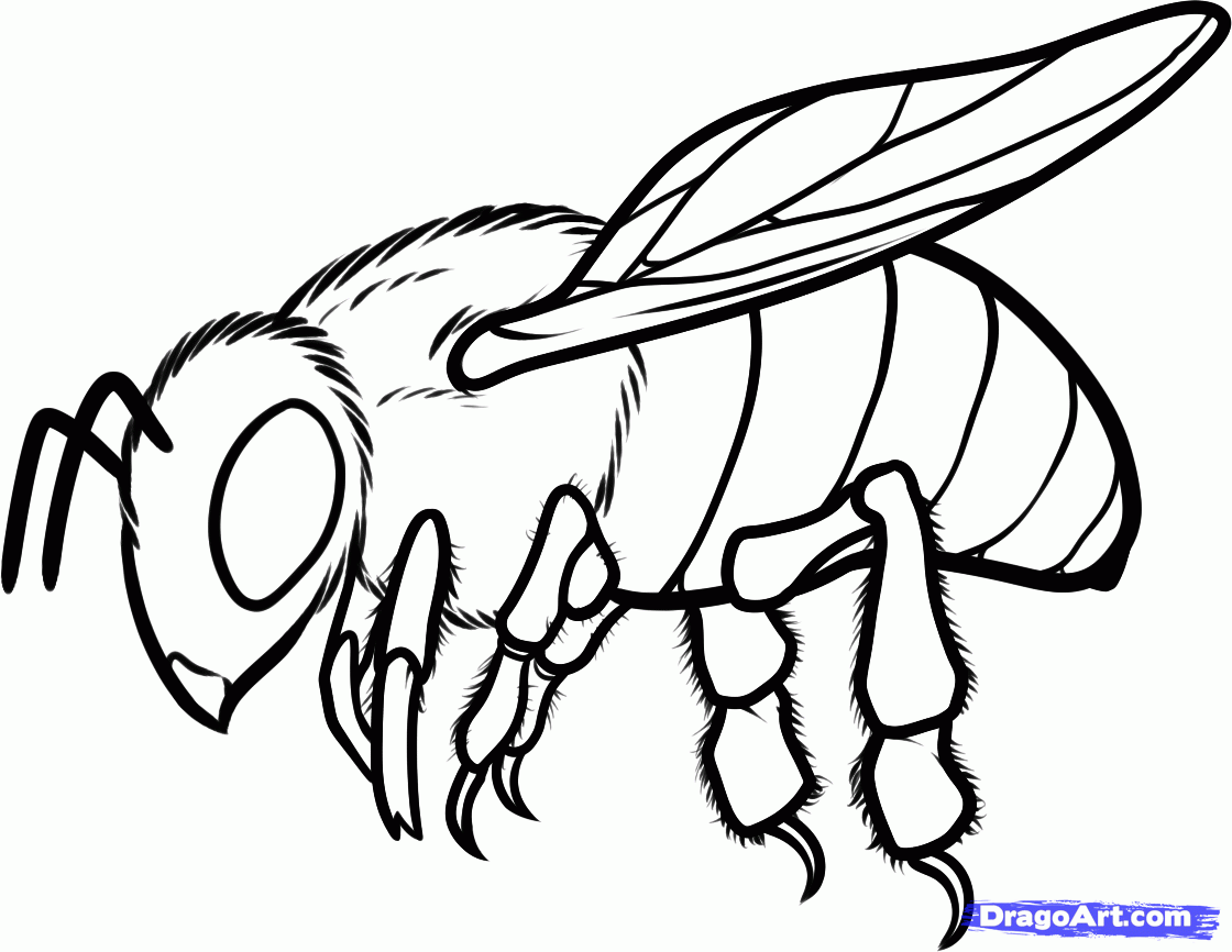 Graphite Drawings | Graphite drawings, Bee drawing, Honey bee drawing