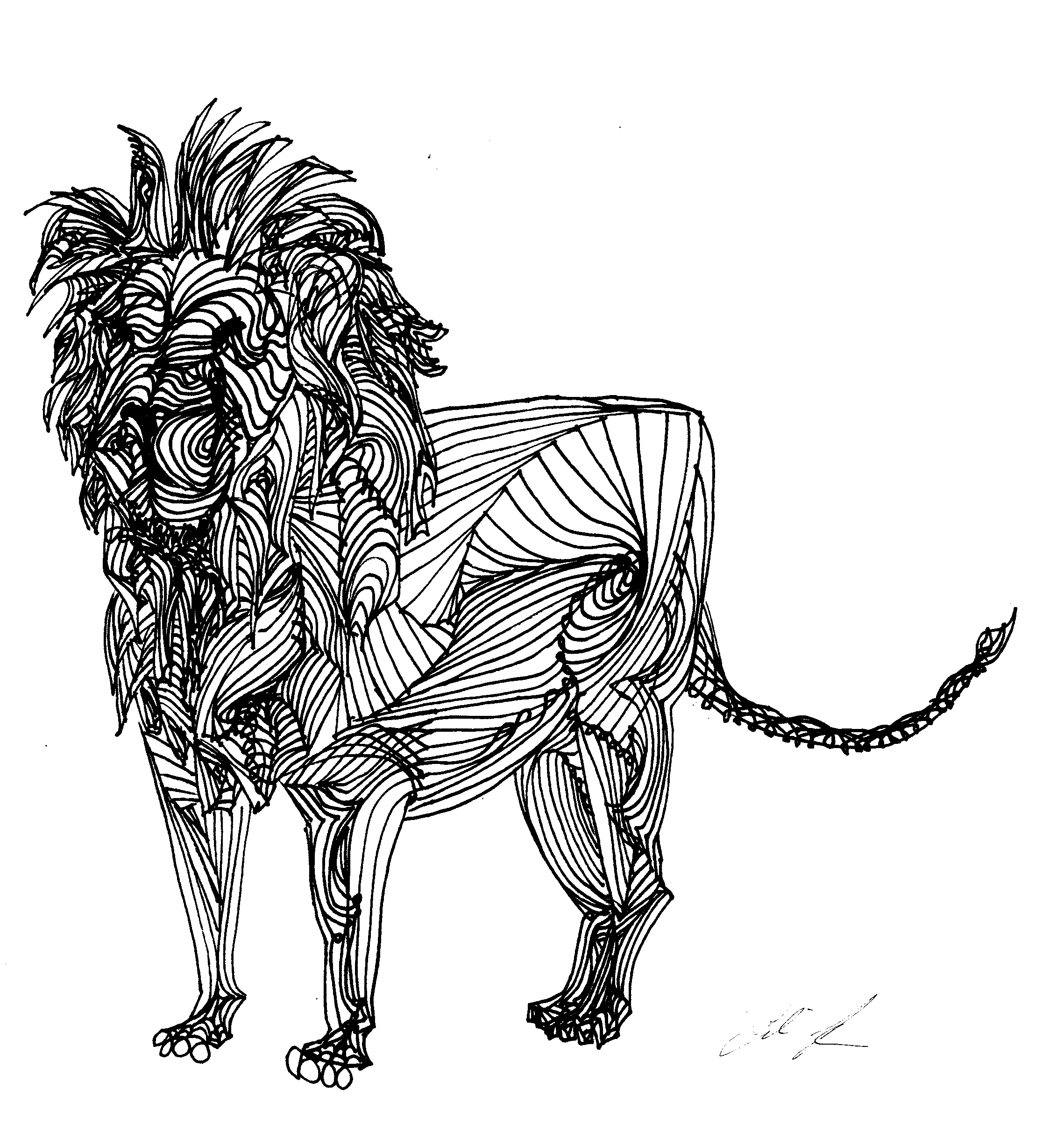 Line Drawing Of Lion - www.inf-inet.com
