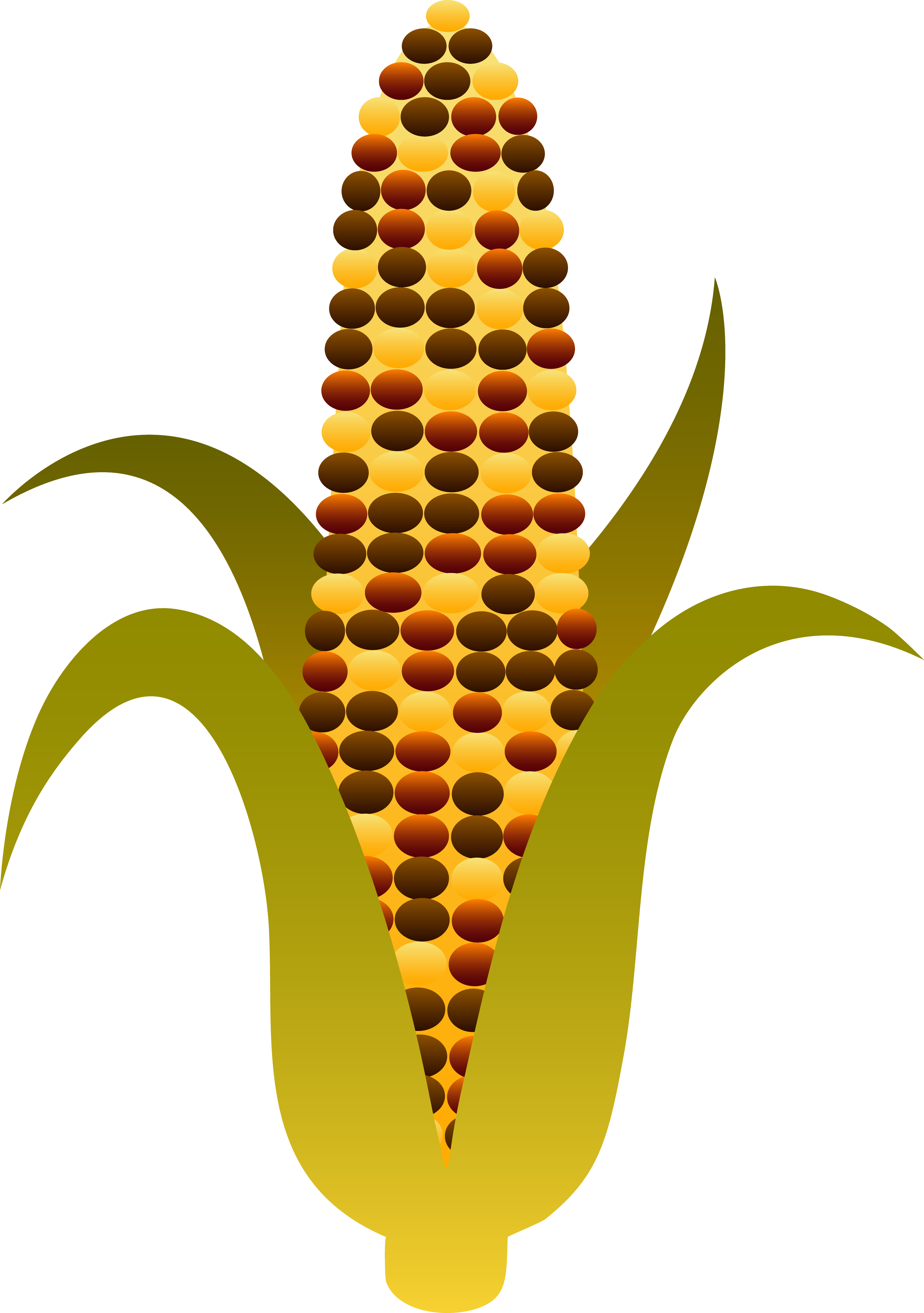 Indian Harvest Corn Maize - Free Clip Art