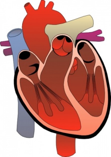 Heart Medical Diagram clip art Vector | Free Download