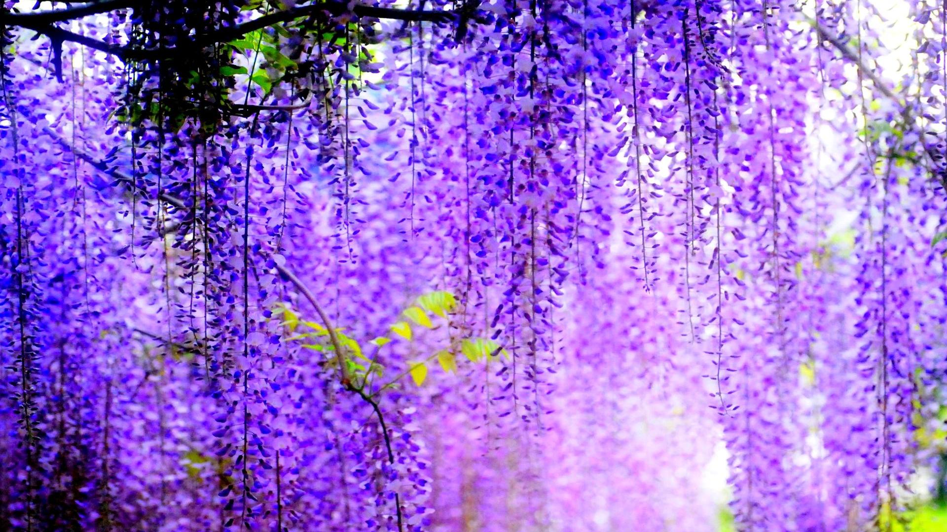 Aoi Bungaku Series  Anime flower Flower header Purple wisteria aesthetic
