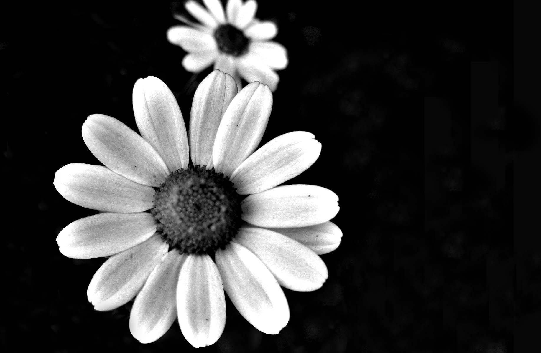 black and white flower images Download