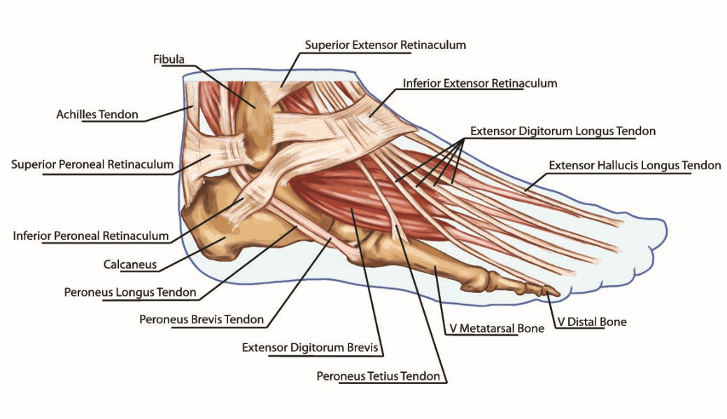 Foot Anatomy Diagram Tendons Retinacula And Bones Explained 1355228 Foot Anatomy Diagram Tendons Retinacula And Bones Explained 1355228