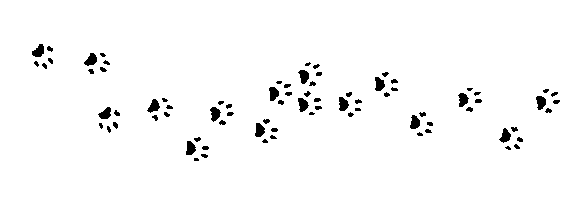 Black paw prints trailing diagonally across a white background, suggesting animal movement.
