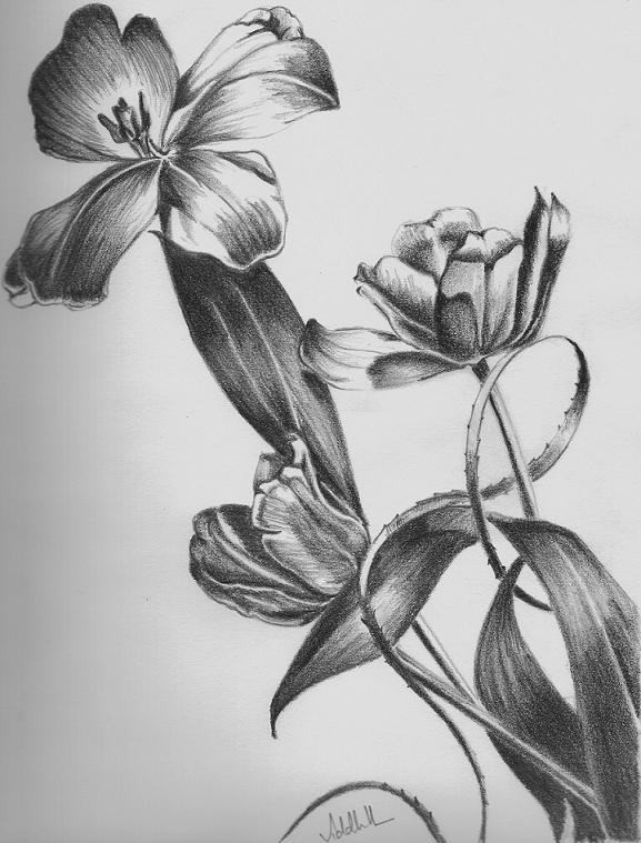 Floral Pencil Drawings - Fine Art Blogger