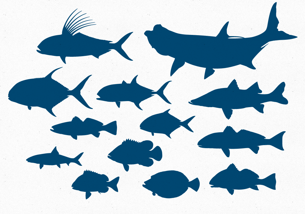 Free Vector File – 13 Inshore Game Fish Silhouettes | The Creative 