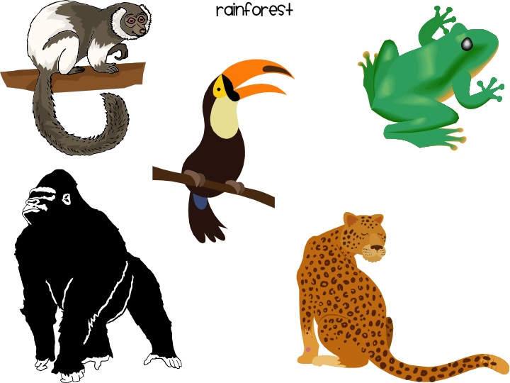 Illustration of five rainforest animals: lemur, toucan, frog, gorilla, and jaguar, labeled "rainforest".