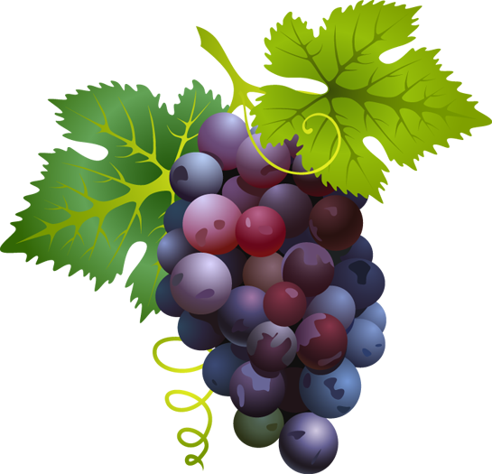 Pix For  Red Grapes Clipart