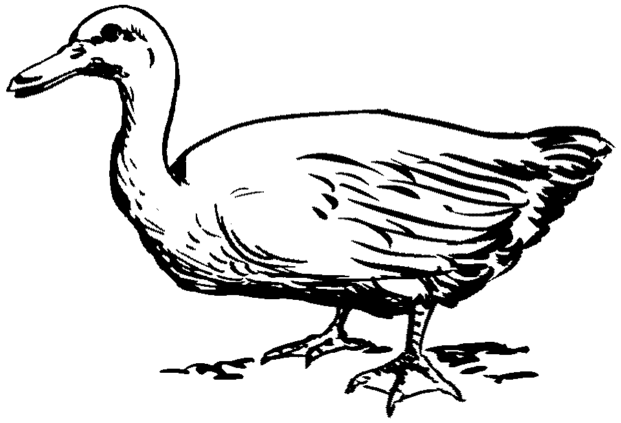Lugungu Dictionary » Search Results » duck domestic bird that 