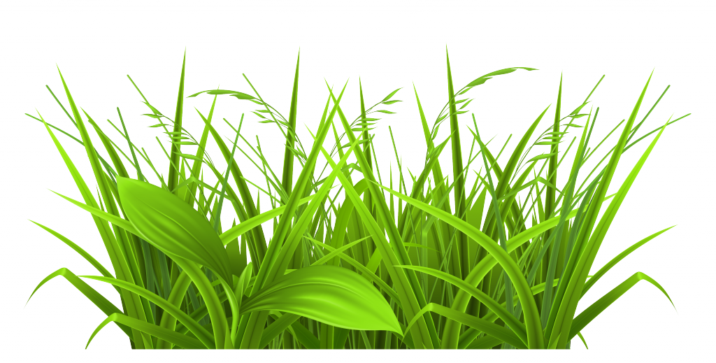 Free Download Grass-images-clip-art-6 (11643) Full Size | Green HD 