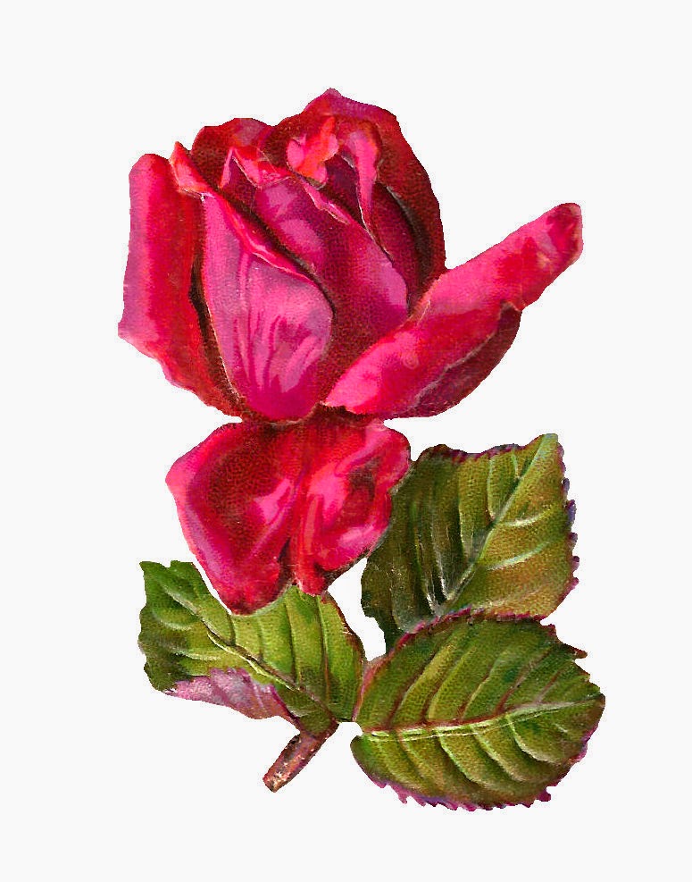 Vibrant red rose with velvety petals and green leaves, illustrated in vintage botanical style against white background.