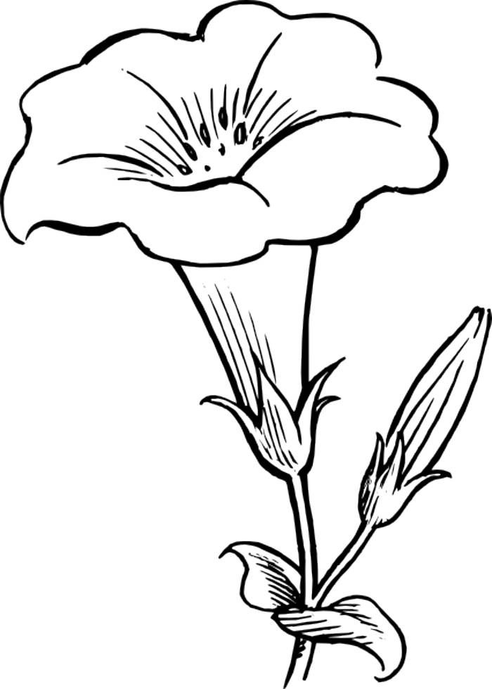Flower clip art outline | Free Reference Images