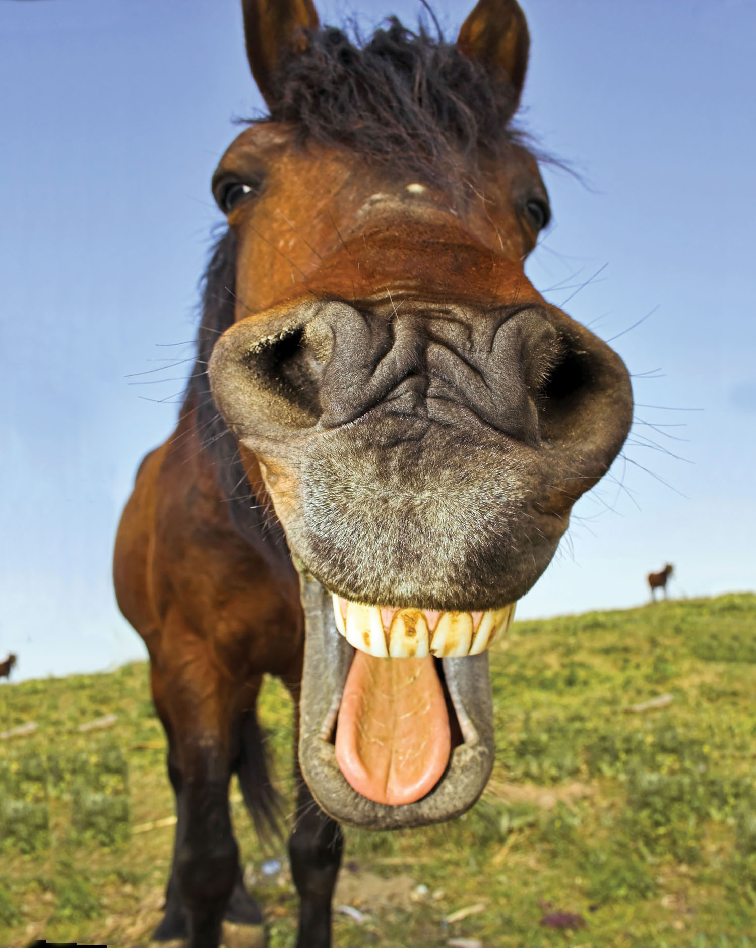 Close-up of a brown horse with its mouth wide open, showing teeth and tongue, against a grassy hill and blue sky.