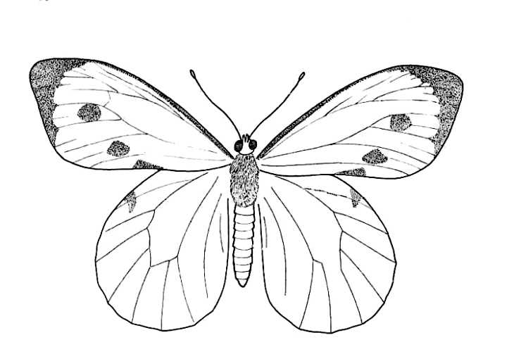 How to Draw a Butterfly (with Pictures) - wikiHow