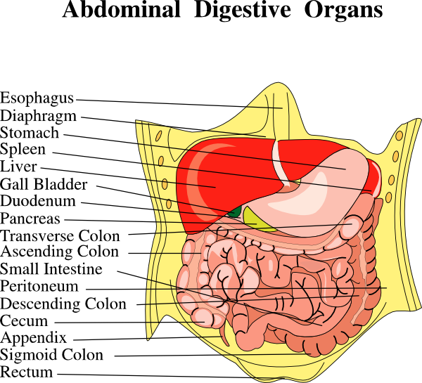 Diagram Organs Of The Body - Organs Diagram Body Human Digestive ...