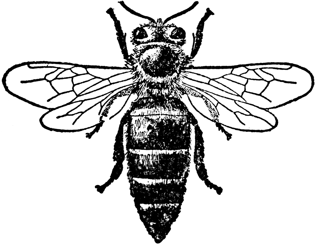 Honeybee Art 