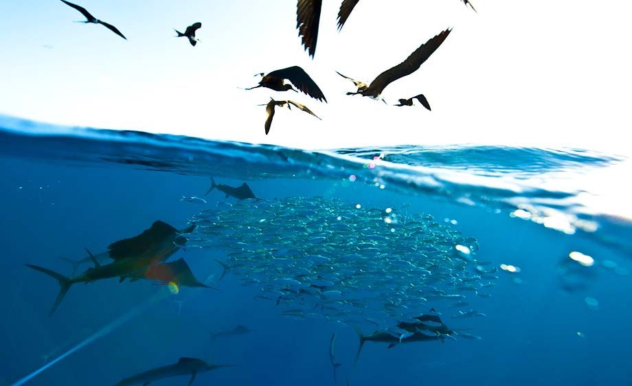 Sailfish Hunting Bait Ball with Seabirds - Ocean Predation in Action