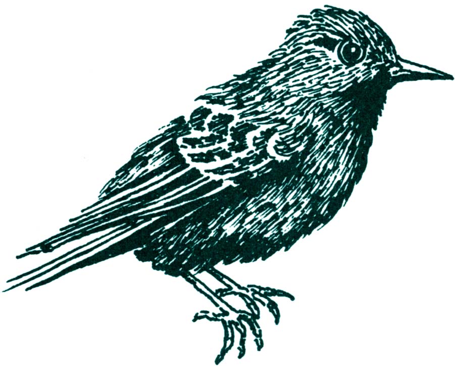 Hand-drawn ink illustration of a small passerine bird with detailed feather texture and sharp beak, facing right.