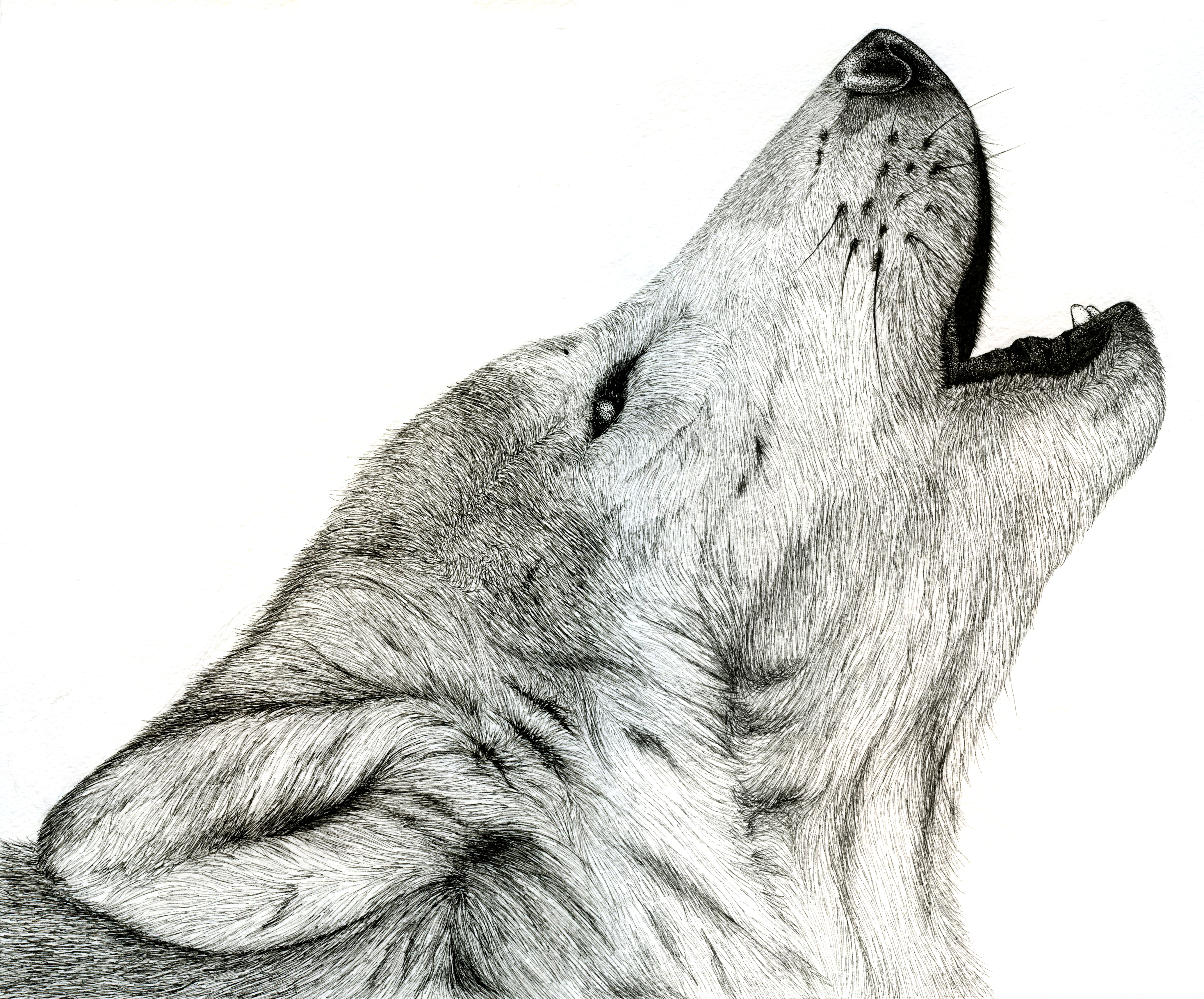 Wolf Howling Tumblr, Size: 5492x4556 #35796 | AmazingPict.com