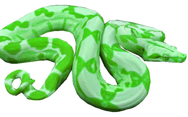 Cute Snake Cartoon Animated GIFs Collection