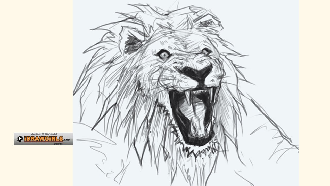Angry Lion Drawing Images  Free Download on Freepik