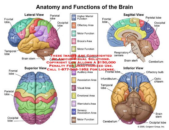 different parts of the brain - Clip Art Library