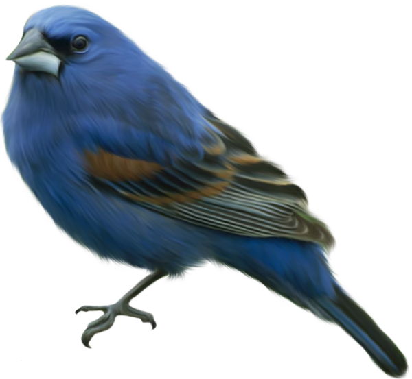 Blue Bird Clip-art