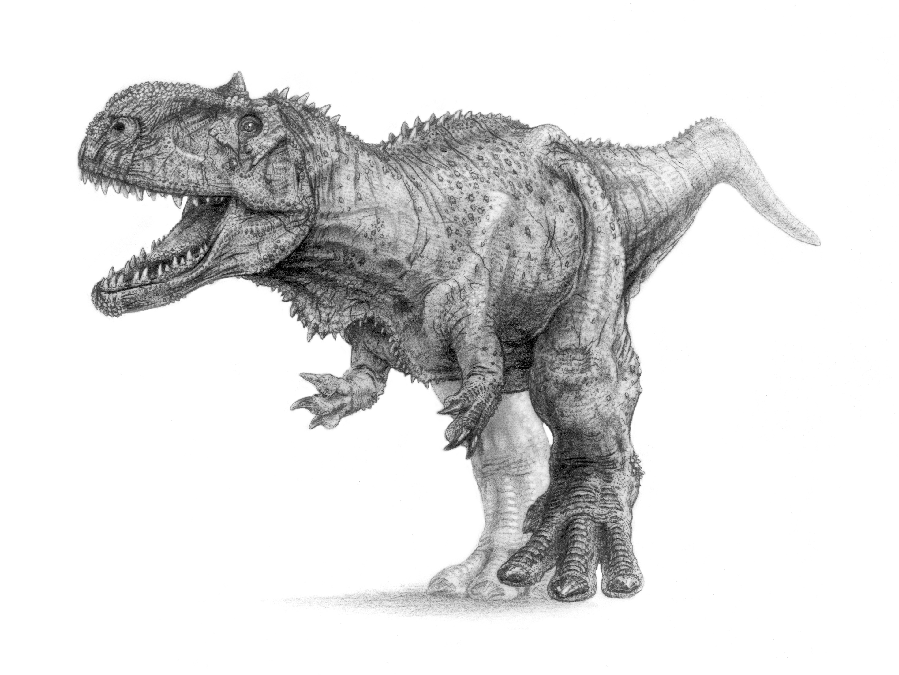 Pencil drawing illustrating various dinosaurs and their comparative sizes.  - Album alb3882947