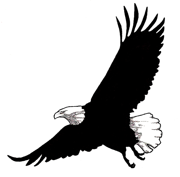 Bald Eagle Illustration | Free Download Clip Art | Free Clip Art | on ...