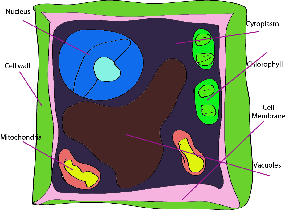 plant cell clipart