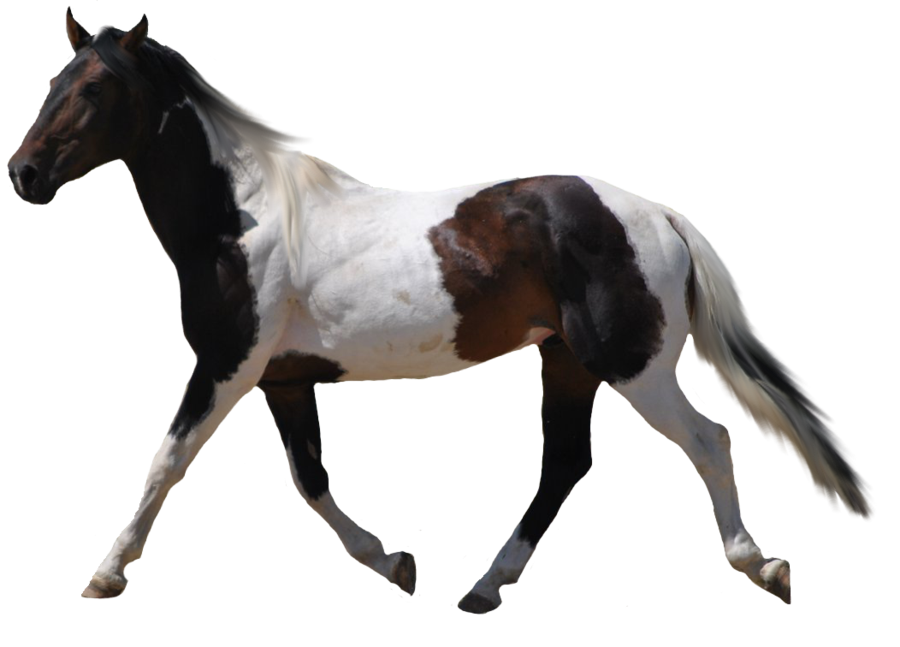 Horse png image, free download picture