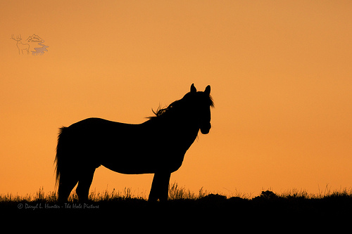 Flickriver: Most interesting photos from Horses, Quarter Horse 
