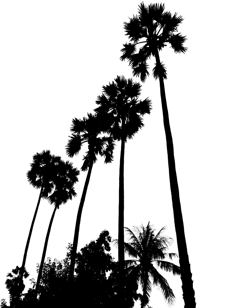 Stock Pictures: Tall palm trees silhouettes